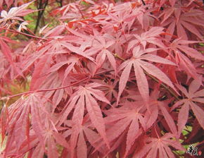 精選日本紅楓，安徽合肥肥西專業供應，規格齊全量大從優