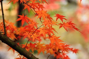 國(guó)內(nèi)四大賞楓圣地 秋意濃楓葉紅，哪里的楓情更入你的眼？