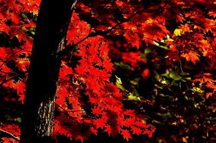 待到秋風(fēng)起，楓葉最相思——本溪關(guān)門山日本紅楓漫記