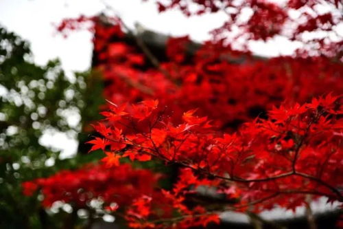 薛蠻子買下日本一條街，日本紅楓投資熱潮你跟上節(jié)奏了嗎？