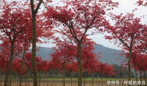 楓情萬(wàn)種之日本紅楓紅舞姬