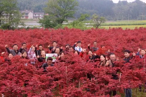 楓情萬(wàn)種之日本紅楓“紅舞姬” 一樹絢爛，舞動(dòng)秋色