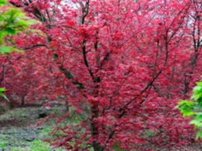 巴南五洲園 漫山紅楓染金秋，一日盡覽園林奇觀