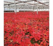 庭院點(diǎn)睛之筆 美國四季紅楓與日本紅楓精品推薦